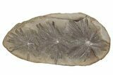 Fossil Horsetail (Annularia) Nodule Pos/Neg - Mazon Creek #269632-1